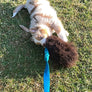 Tug touffu grand mouton