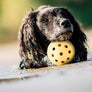 balle avec clochette (chiens malvoyant )