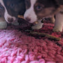 20 bâtonnets de veau idéal pour chiots