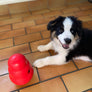 KONG Wobbler - Distributeur de friandises - Pawzitive