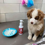 LICKIMAT Splash (Bol ventouse) - Pawzitive