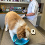 LICKIMAT Splash (Bol ventouse) - Pawzitive