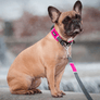 Collier DOG Copenhagen Urban Explorer - Pawzitive