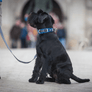 Collier DOG Copenhagen Urban Explorer - Pawzitive