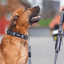 Collier DOG Copenhagen Urban Explorer - Pawzitive