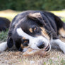 Sabots de veau - Friandises naturelles - Pawzitive