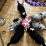 Gamelle chiots pétale de fleur