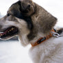 COLLIER DOG COPENHAGEN URBAN STYLE - Pawzitive