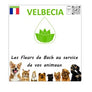 Les fleurs de bach sur mesure 50ml