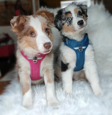 Le harnais Comfort walk pro