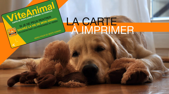 ViteAnimal : Obtenez la Carte qui sauve la vie des poilus