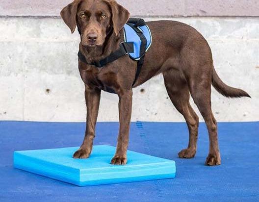 Fitpaws balance pad