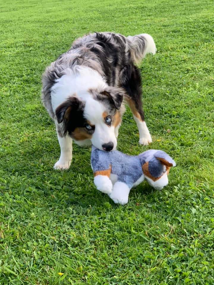 peluche berger australien / berger américain miniature