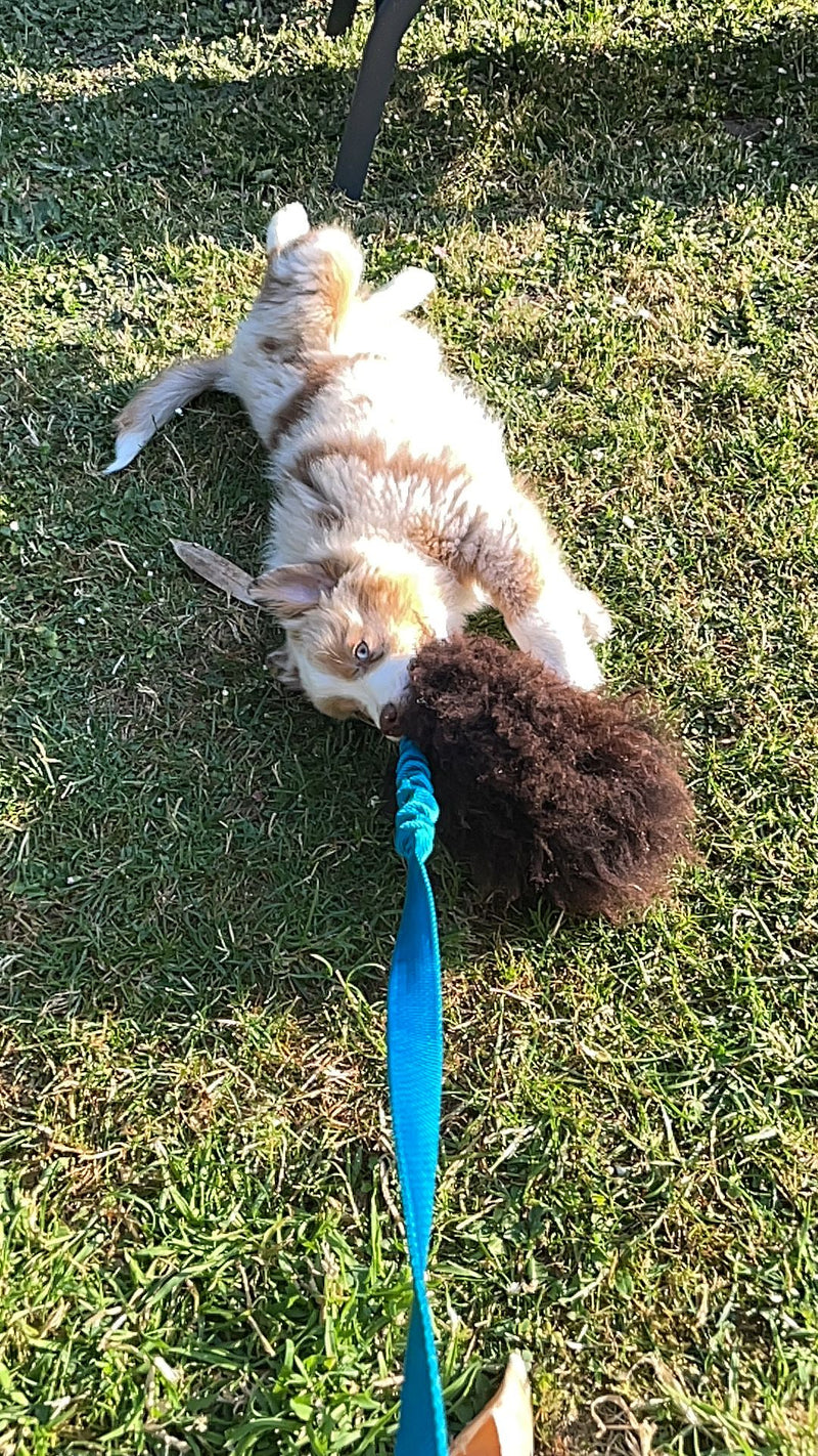 Tug touffu grand mouton