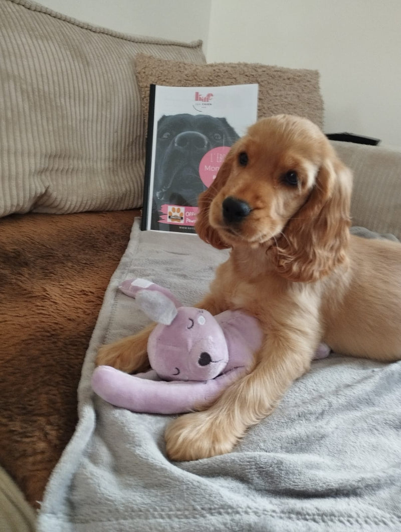 Kit " Mon chien parle " en partenariat avec Romy "kiffe ton chien "