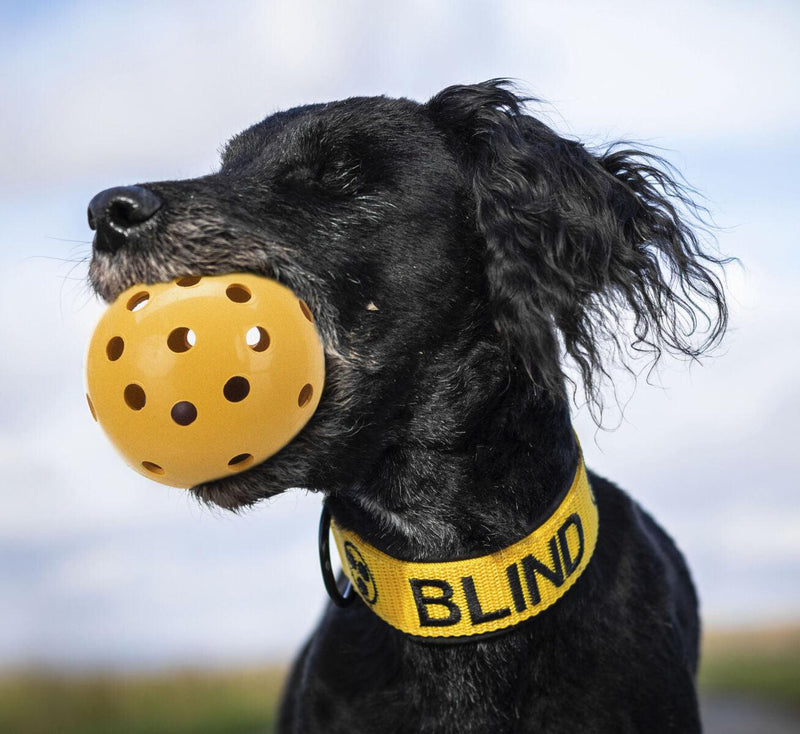 balle avec clochette (chiens malvoyant )