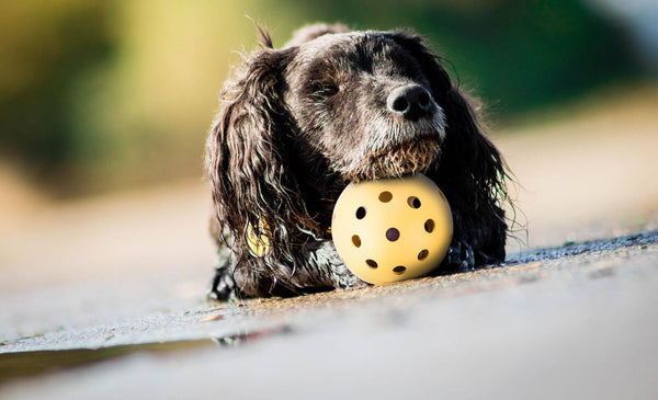 balle avec clochette (chiens malvoyant )