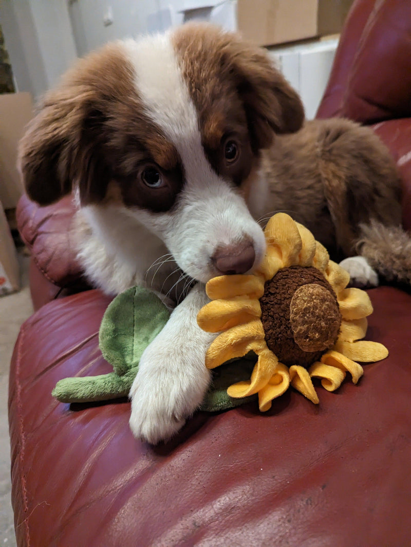 Tournesol 🌻 - Pet PLAY