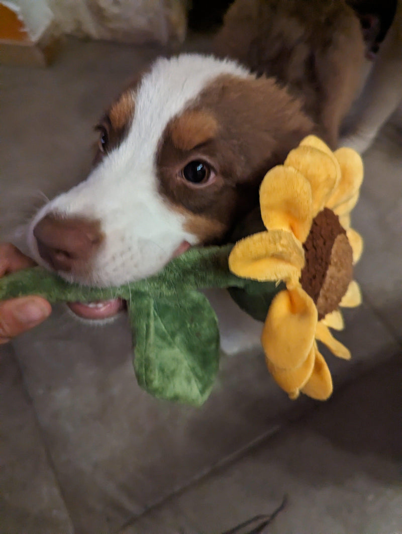 Tournesol 🌻 - Pet PLAY