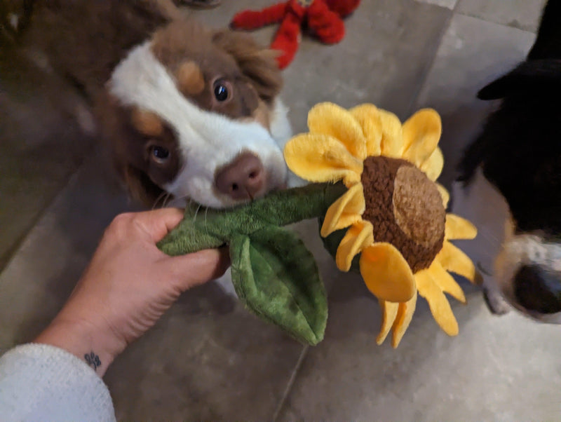 Tournesol 🌻 - Pet PLAY