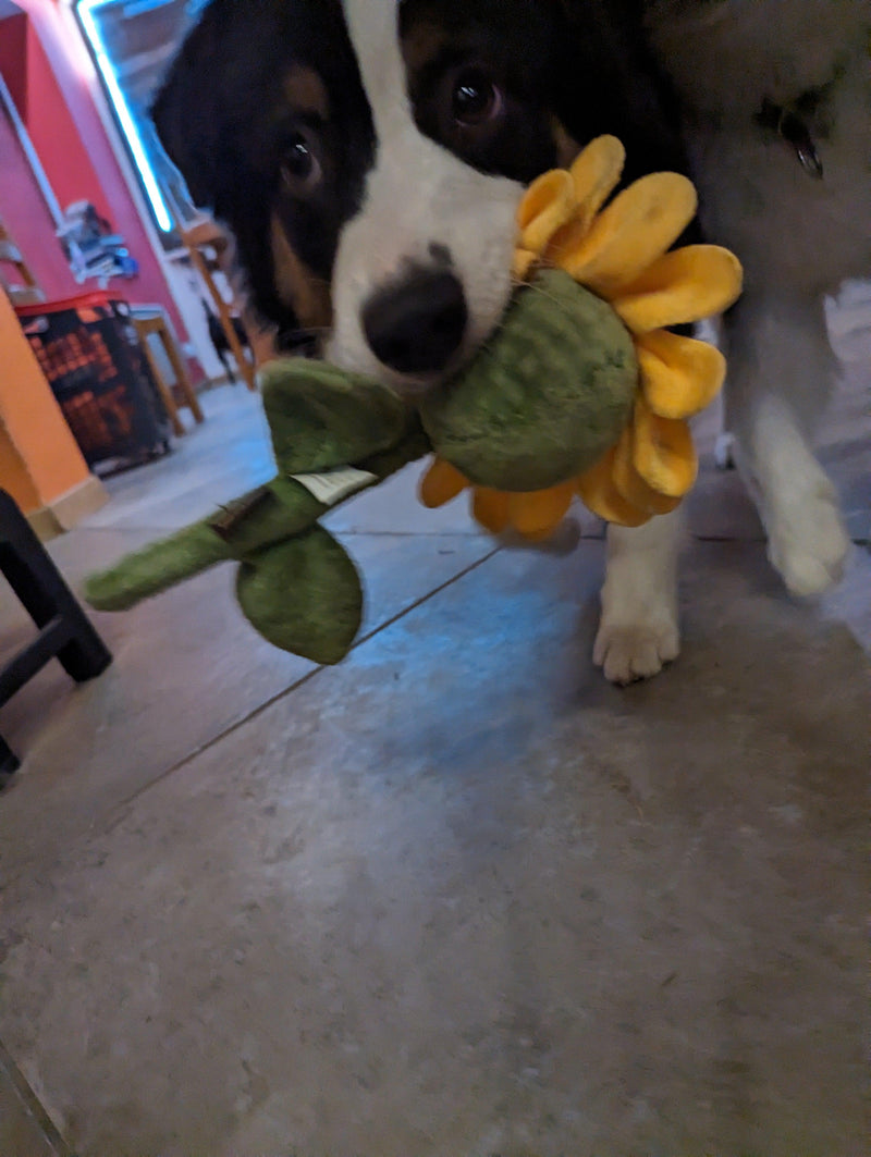 Tournesol 🌻 - Pet PLAY