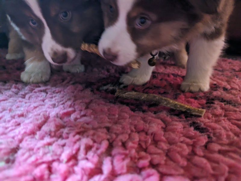 20 bâtonnets de veau idéal pour chiots