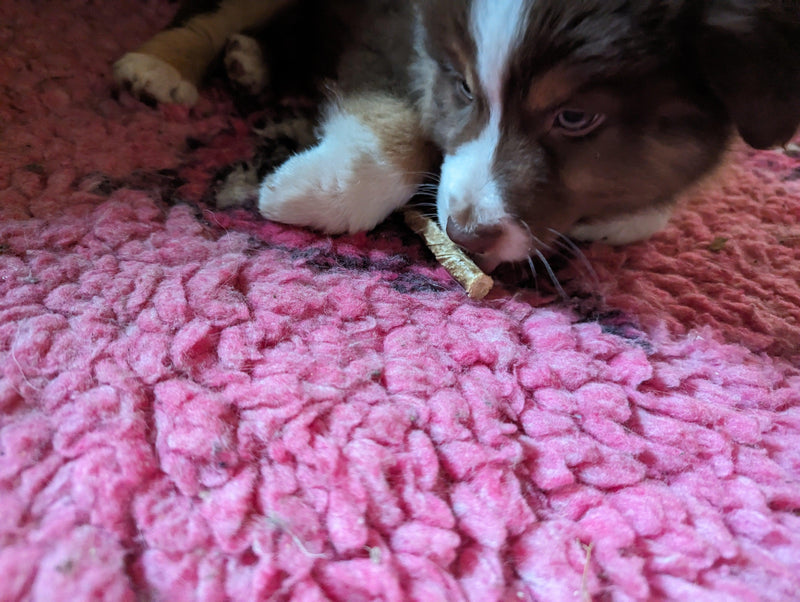 20 bâtonnets de veau idéal pour chiots