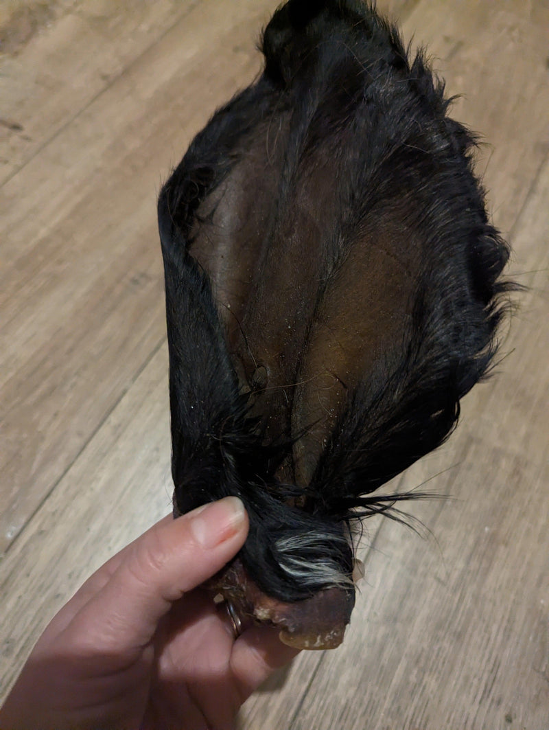 oreilles de bœuf poilue x5