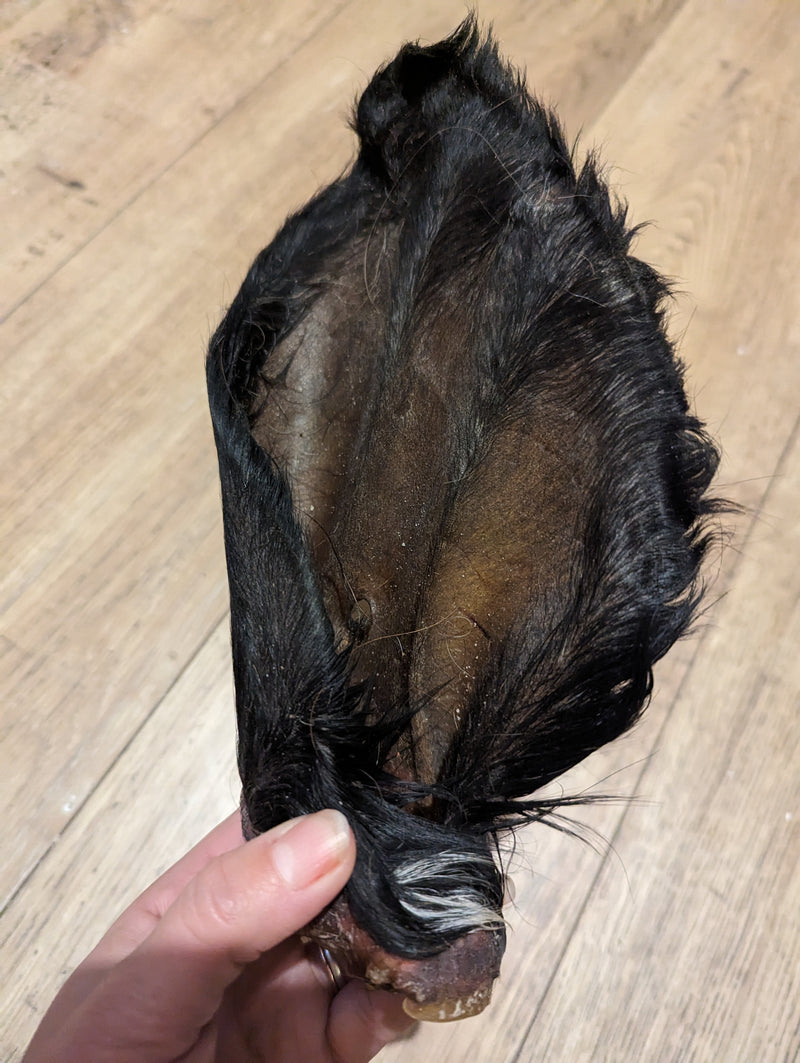 oreilles de bœuf poilue x5