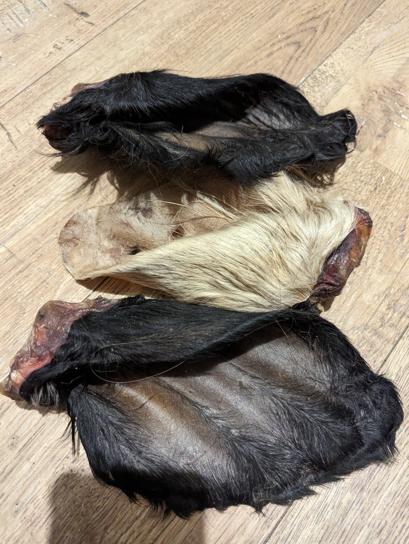 oreilles de bœuf poilue x5