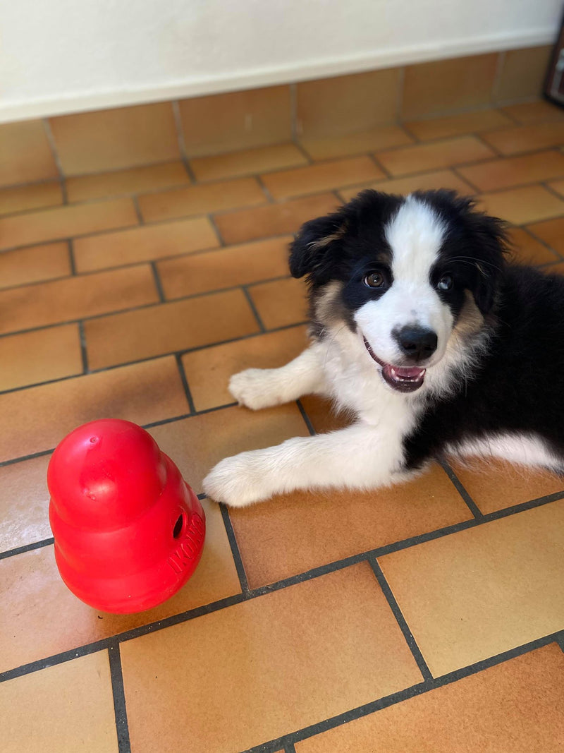 KONG Wobbler - Distributeur de friandises - Pawzitive
