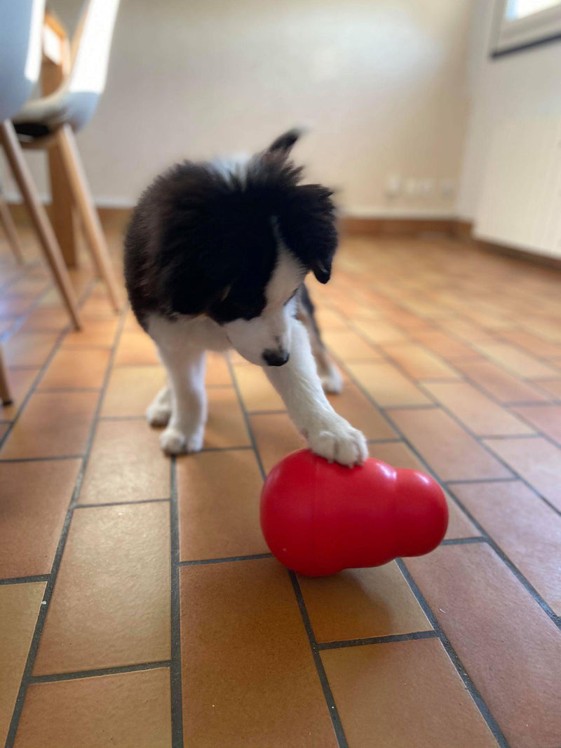 KONG Wobbler - Distributeur de friandises - Pawzitive