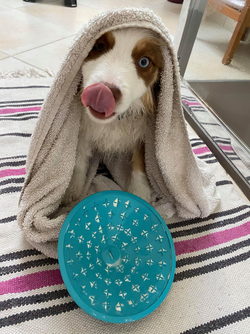 LICKIMAT Splash (Bol ventouse) - Pawzitive