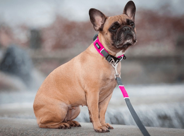 Collier DOG Copenhagen Urban Explorer - Pawzitive