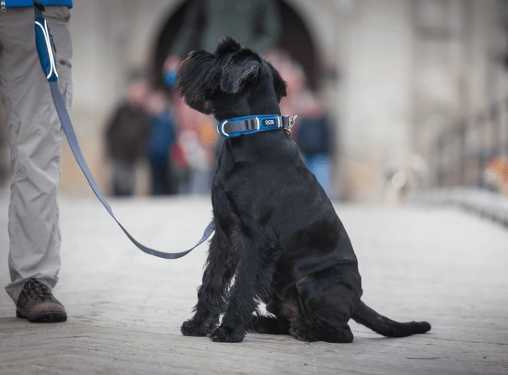 Collier DOG Copenhagen Urban Explorer - Pawzitive