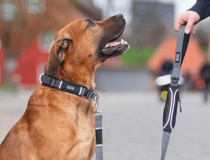 Collier DOG Copenhagen Urban Explorer - Pawzitive