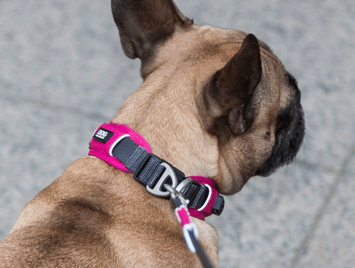 Collier DOG Copenhagen Urban Explorer - Pawzitive