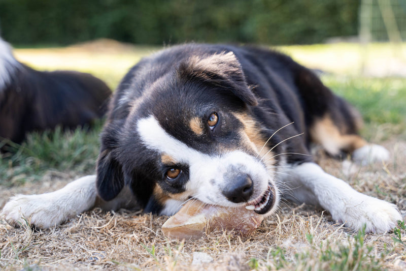 Sabots de veau - Friandises naturelles - Pawzitive