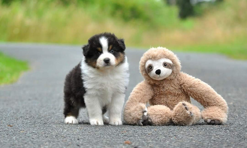 Le paresseux mascotte de la boutique