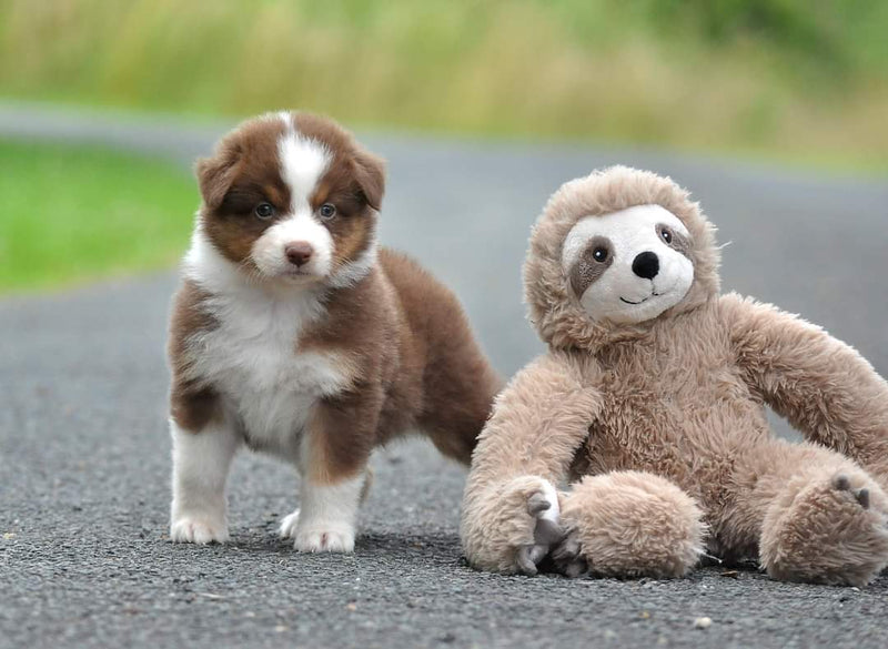 Le paresseux mascotte de la boutique