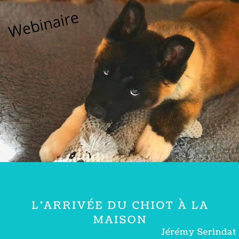 KIT PAW'Z "ARRIVEE DU CHIOT"