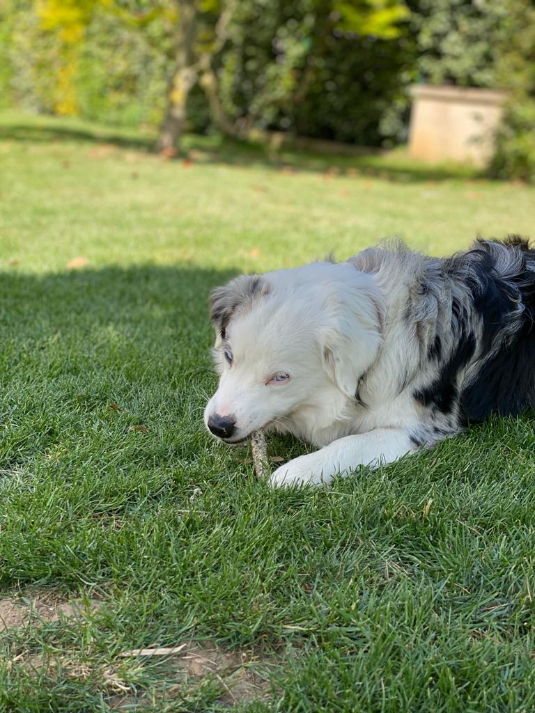 batonnets de morue 15 cm ( x5)