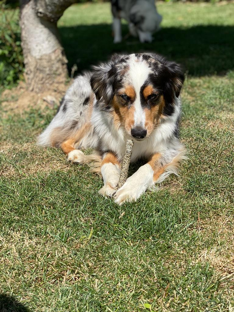 batonnets de morue 15 cm ( x5)