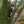 Pendentif lithothérapie chien
