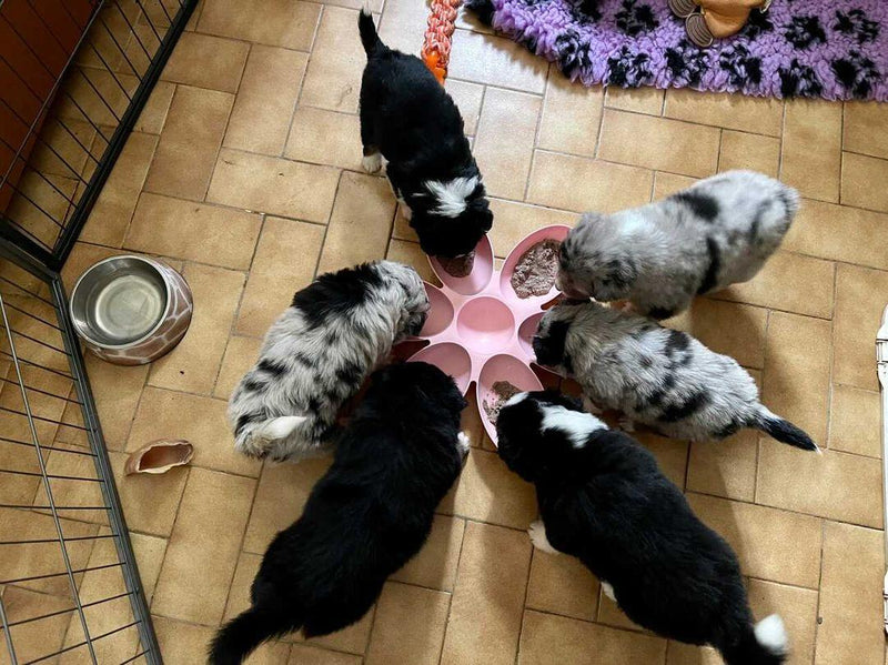 Gamelle chiots pétale de fleur