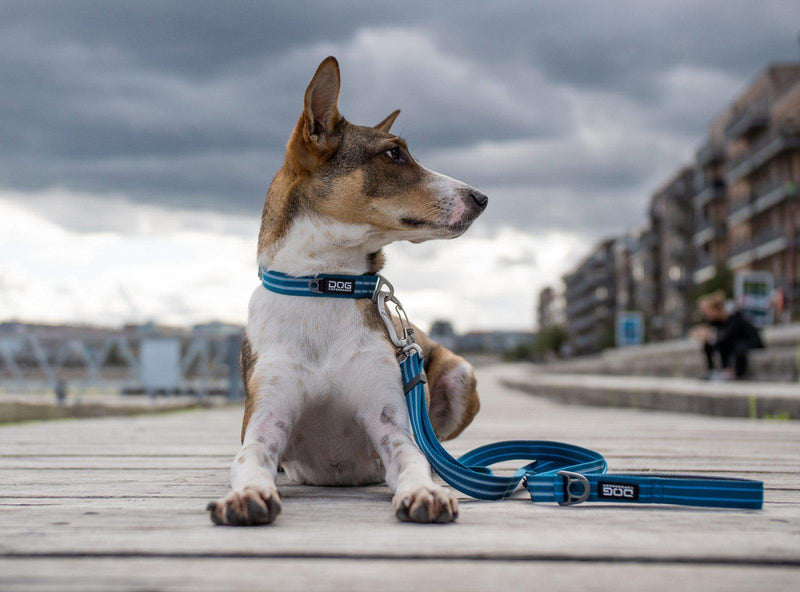 Laisse DOG COPENHAGEN Urban Freestyle