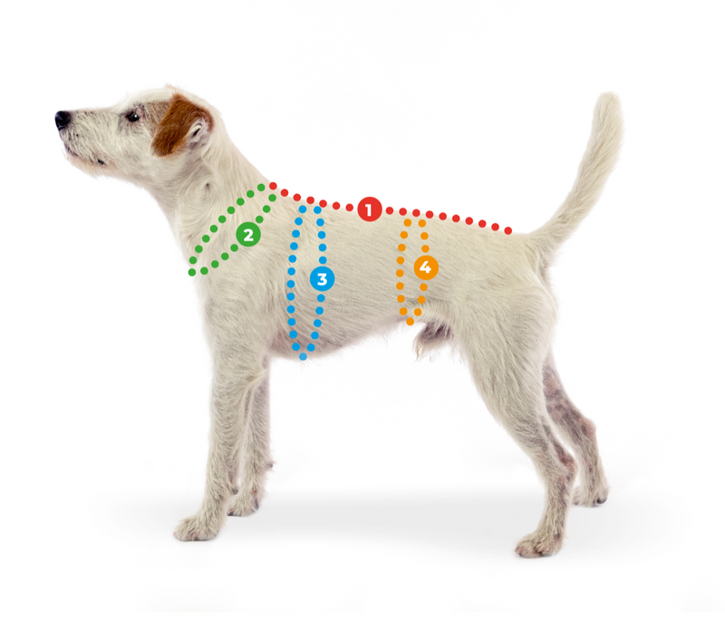 TOPPA POMPPA ( temps hivernale +++)