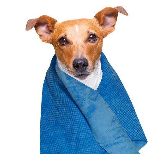 Serviette rafraichissante  66x43cm